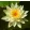 Nymphaea Marliacea Chromatella - Tavirózsa