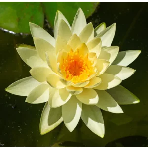Nymphaea Marliacea Chromatella - Tavirózsa