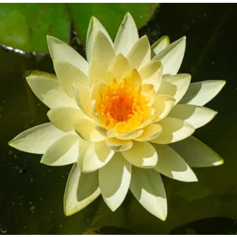 Tavirózsa (Nymphaea)
