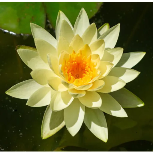 Nymphaea Marliacea Chromatella - Tavirózsa