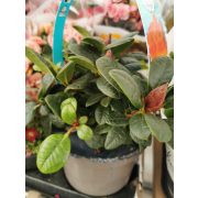 Rhododendron 'Scarlet Wonder'