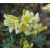 Rhododendron Curlew