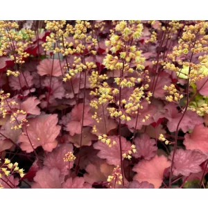 Heuchera Princess Leila - Tűzgyöngyvirág