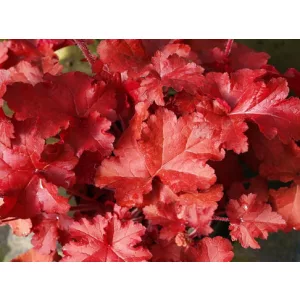 Heuchera Red Sea - Tűzgyöngyvirág