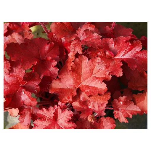 Heuchera Red Sea - Tűzgyöngyvirág