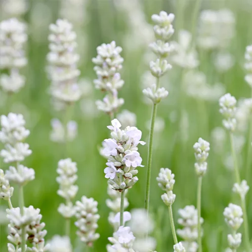 Lavandula x intermedia Exceptional - Angol levendula