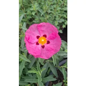 Cistus incanus ssp. tauricus - Szuhar