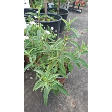 Cistus incanus ssp. tauricus - Szuhar