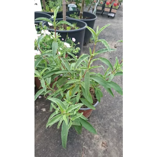 Cistus incanus ssp. tauricus - Szuhar