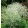 Crambe cordifolia - Szívlevelű tátorján