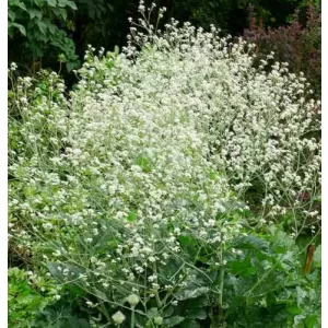 Crambe cordifolia - Szívlevelű tátorján