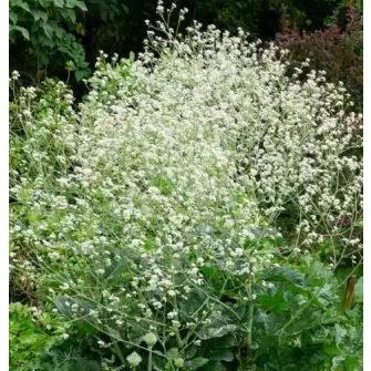 Tátorján (Crambe)