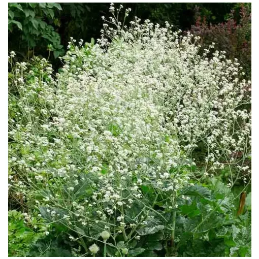 Crambe cordifolia - Szívlevelű tátorján