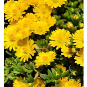 Delosperma nubigenum Letseng - Kristályvirág