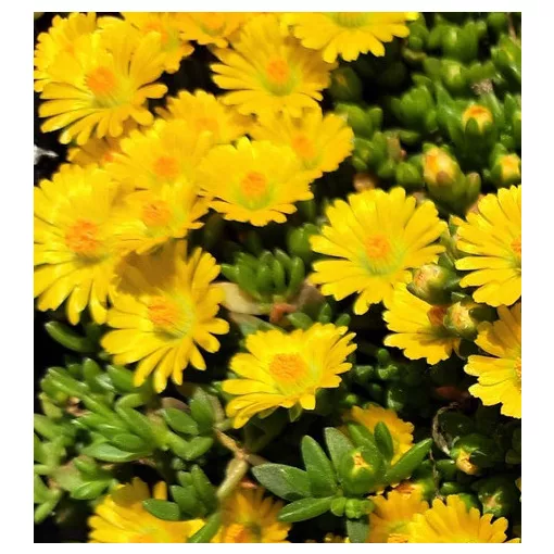 Delosperma nubigenum Letseng - Kristályvirág