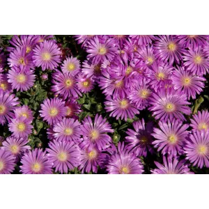 Delosperma obtusum Pink Zulu - Kristályvirág