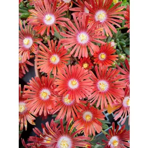 Delosperma Sundella Flame - Kristályvirág