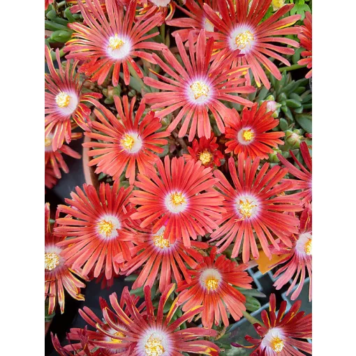 Delosperma Sundella Flame - Kristályvirág