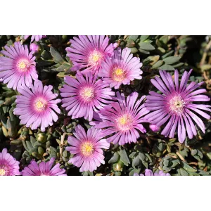 Delosperma Sundella Levander - Kristályvirág