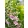 Digitalis purpurea Hanabee Rose - Gyűszűvirág
