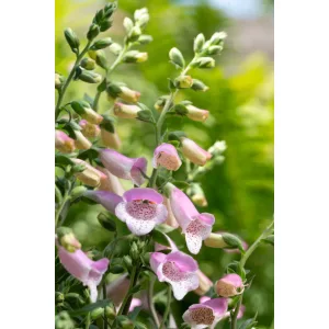 Digitalis purpurea Hanabee Rose - Gyűszűvirág