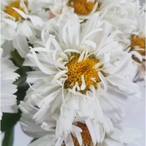   Leucanthemum x superbum Western Star White Double Crux - Margaréta