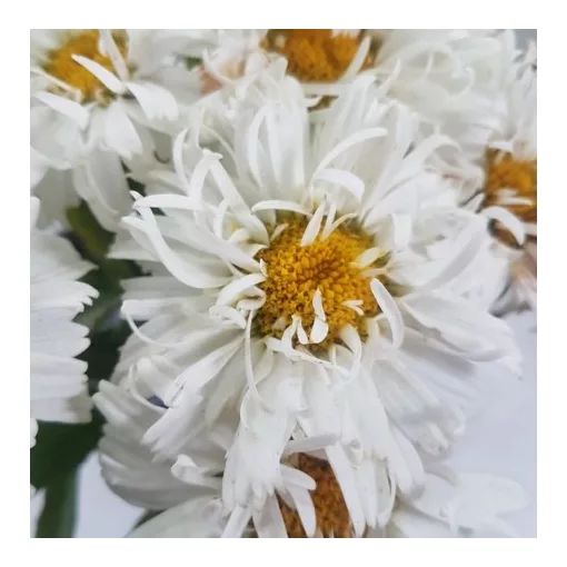 Leucanthemum x superbum Western Star White Double Crux - Margaréta