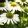 Echinacea MOOODZ Serenity - Kasvirág