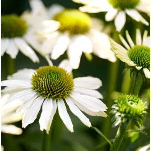 Echinacea MOOODZ Serenity - Kasvirág