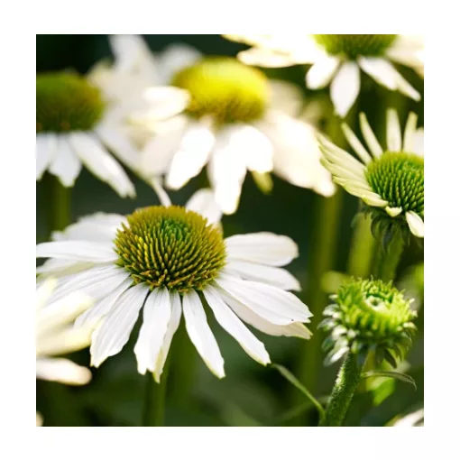 Echinacea MOOODZ Serenity - Kasvirág