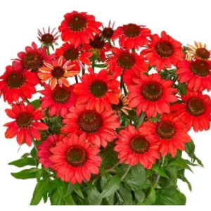 Echinacea MOOODZ Powerful - Kasvirág