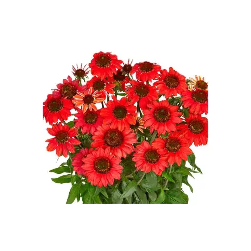 Echinacea MOOODZ Powerful - Kasvirág