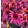 Echinacea MOOODZ Courage - Kasvirág