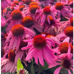 Echinacea MOOODZ Courage - Kasvirág