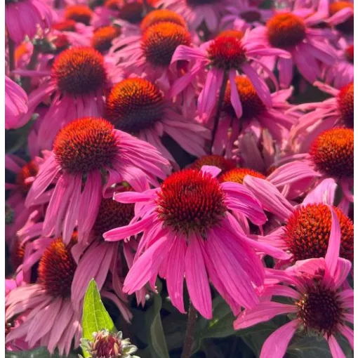 Echinacea MOOODZ Courage - Kasvirág