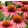 Echinacea MOOODZ Satisfy - Kasvirág