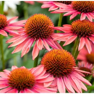 Echinacea MOOODZ Satisfy - Kasvirág