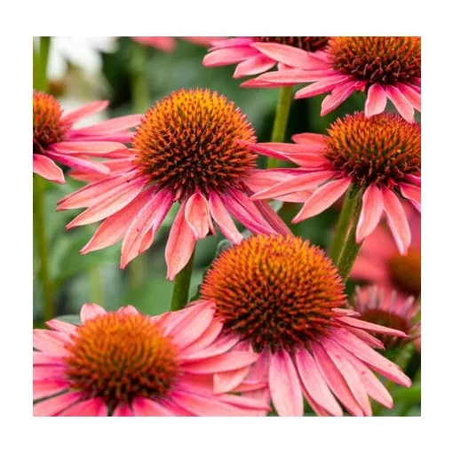 Echinacea MOOODZ Satisfy - Kasvirág