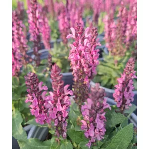 Salvia nemorosa Midnight Rose - Ligeti zsálya