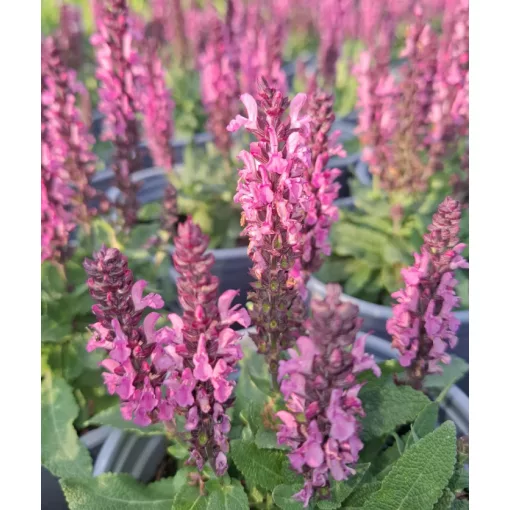 Salvia nemorosa Midnight Rose - Ligeti zsálya