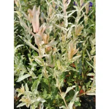 Salix integra Flamingo - Japán fűz (törzses)