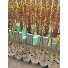 Salix integra Flamingo - Japán fűz (törzses)
