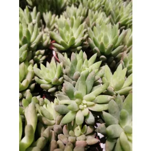 Sedum morganianum Magnum