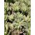 Sedum morganianum Magnum