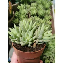 Sedum morganianum Magnum