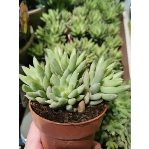 Sedum morganianum Magnum