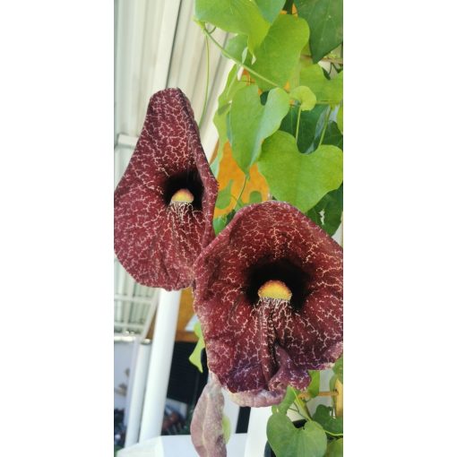 Aristolochia gigantea