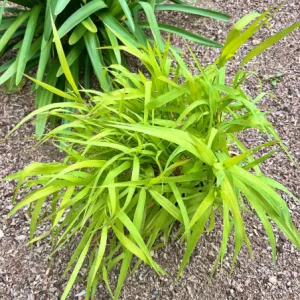 Phalaris arundinacea Pure Gold - Pántlikafű