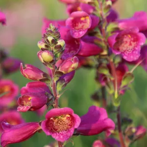 Digitalis purpurea Foxybee Dark Red - Gyűszűvirág