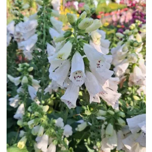 Digitalis purpurea Foxybee White - Gyűszűvirág